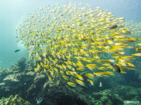 Bild på Tauchen in tropischem Gewsser mit gelbem Fischschwarm